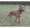4 cm széles El Perro bélelt nyakörv
