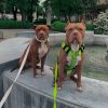 El Perro méretezési ábra