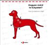 Erős, bélelt, állítható kutyahám, El Perro, 4 cm
