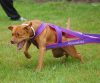 el_perro_sulyhuzo_ham