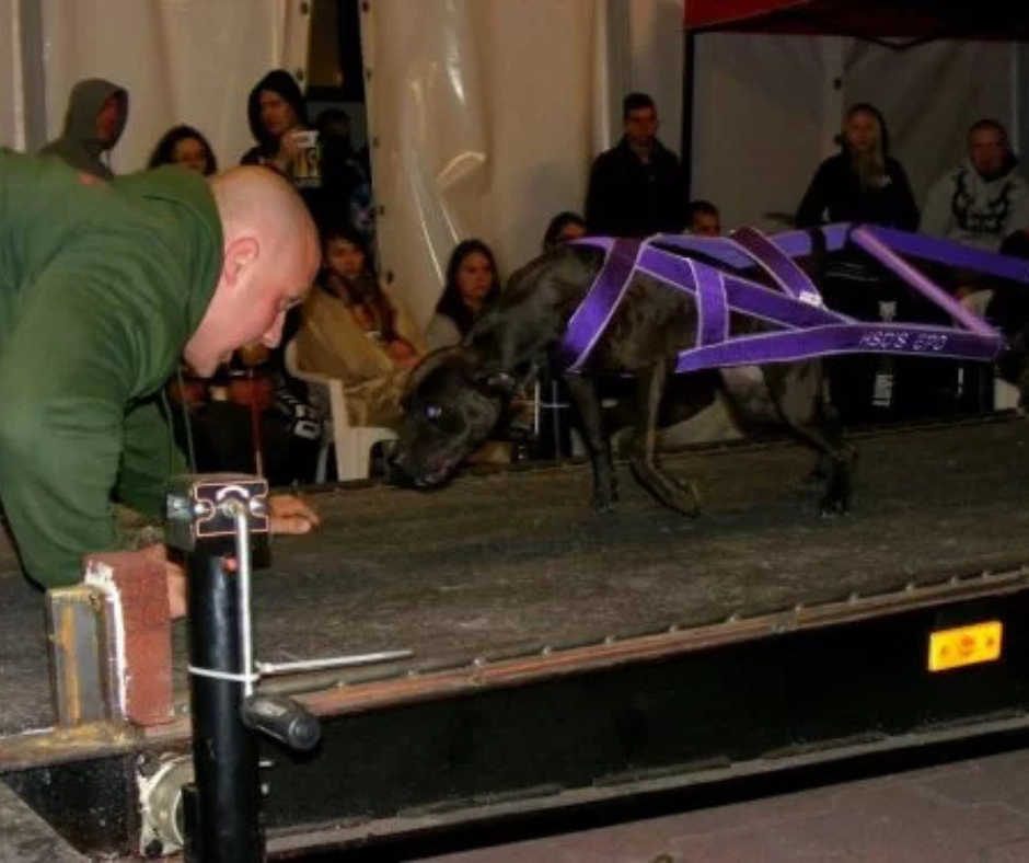 Etess jól, készíts jól, és nyerj! – Topkutya.hu