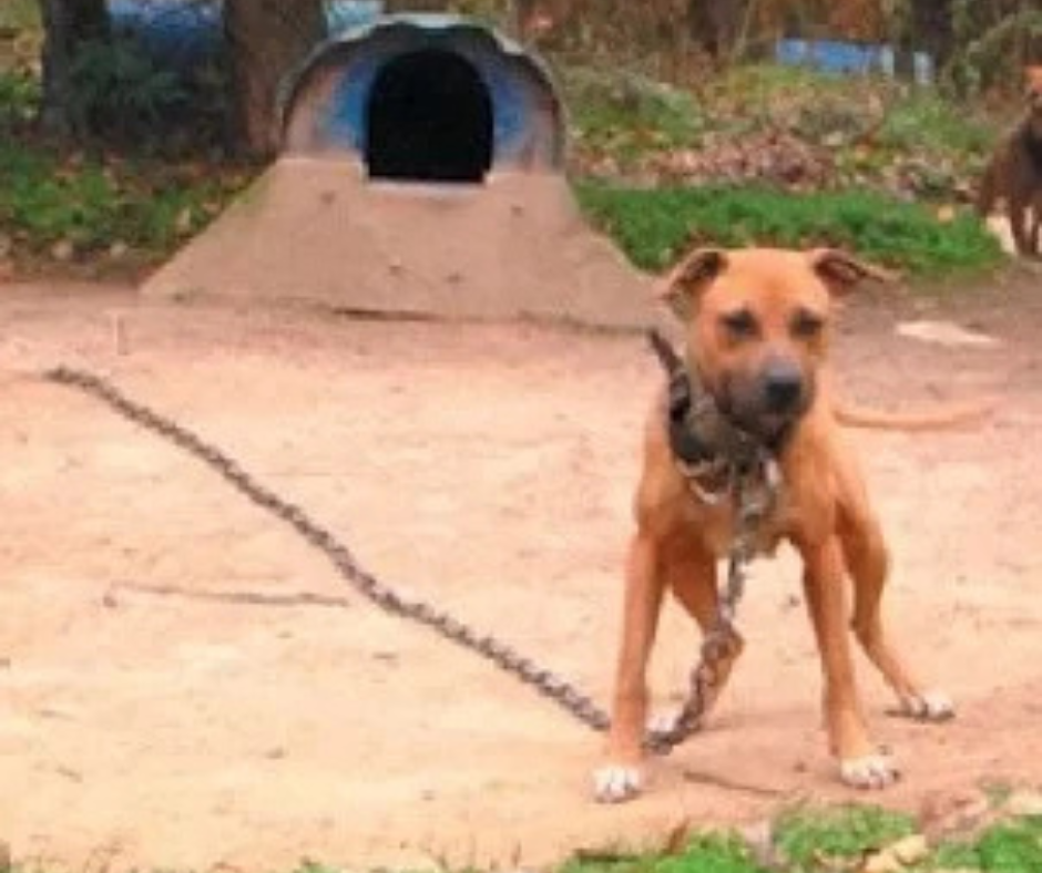 Az igazság a kutyák láncon tartásáról