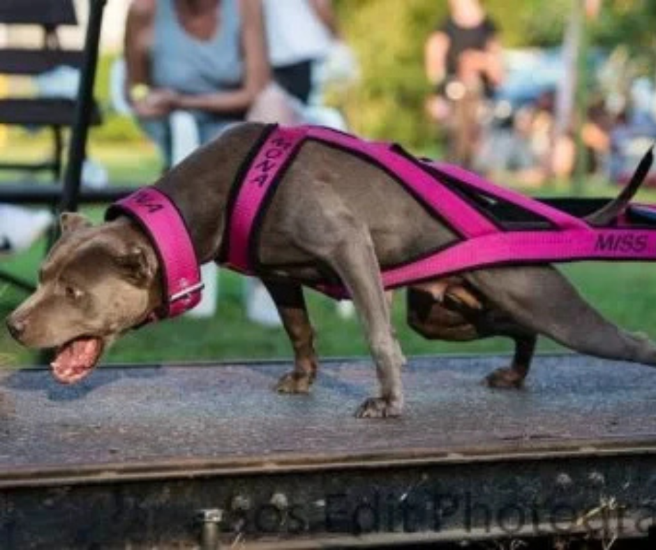 A kutyás súlyhúzás – Tanácsok az alapoktól egy versenyző tollából.