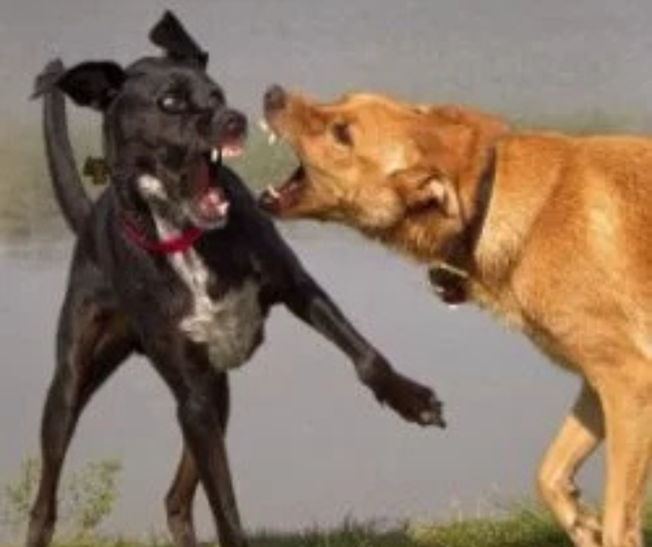 NE FÉLJEN, AZ ÉN KUTYÁM NEM HARAP!