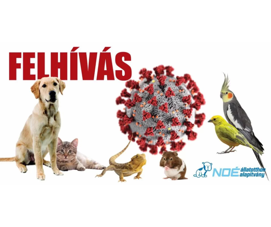 FELKÉSZÜLÉS A KORONAVÍRUS (COVID-19) JÁRVÁNYRA KUTYÁSOKNAK