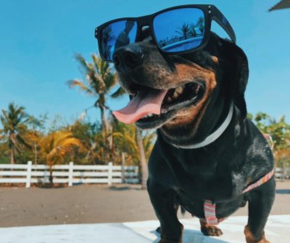 5+1 tipp a nyári kutyázáshoz