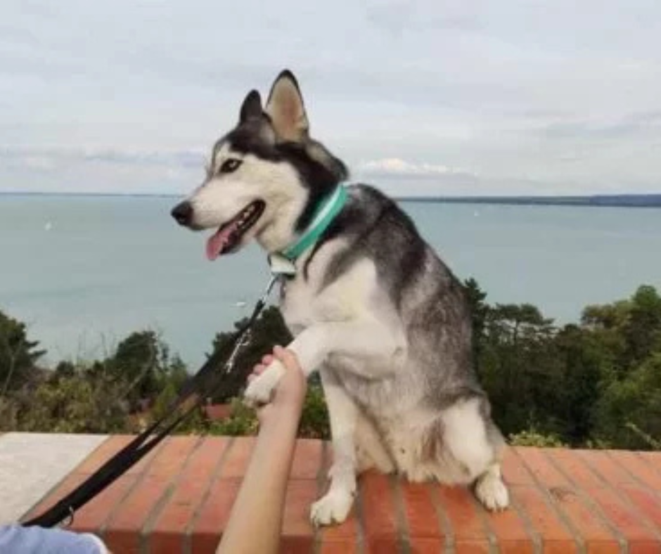 Hurrá, nyaralunk! – Vakáció kutyával