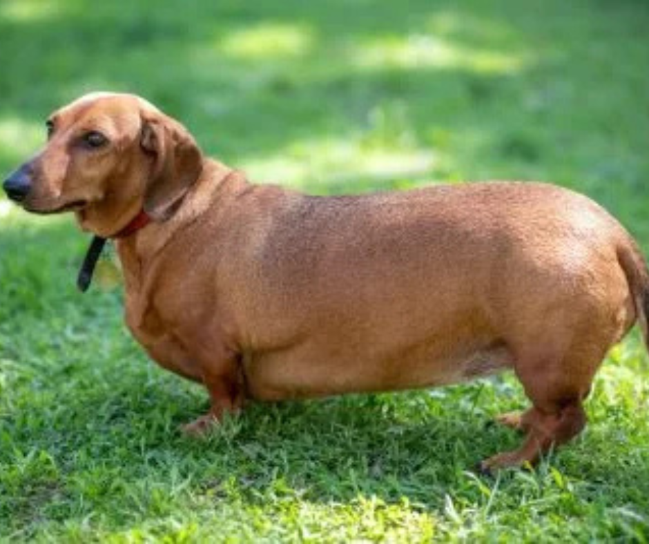 Az én kutyám nem kövér!