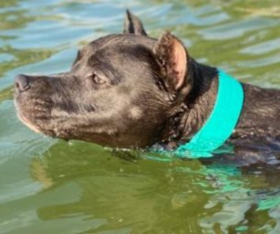 Kutya úsztatás, csak okosan!