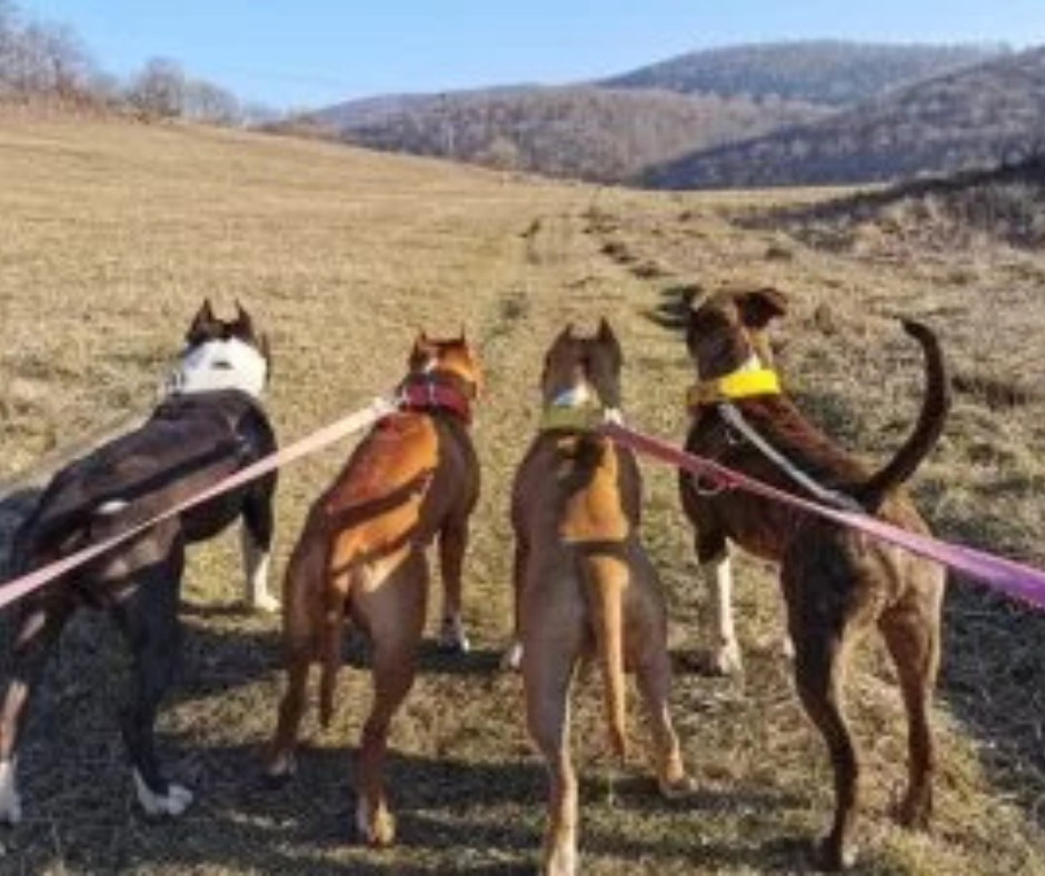 Így túrázz a kutyáddal!