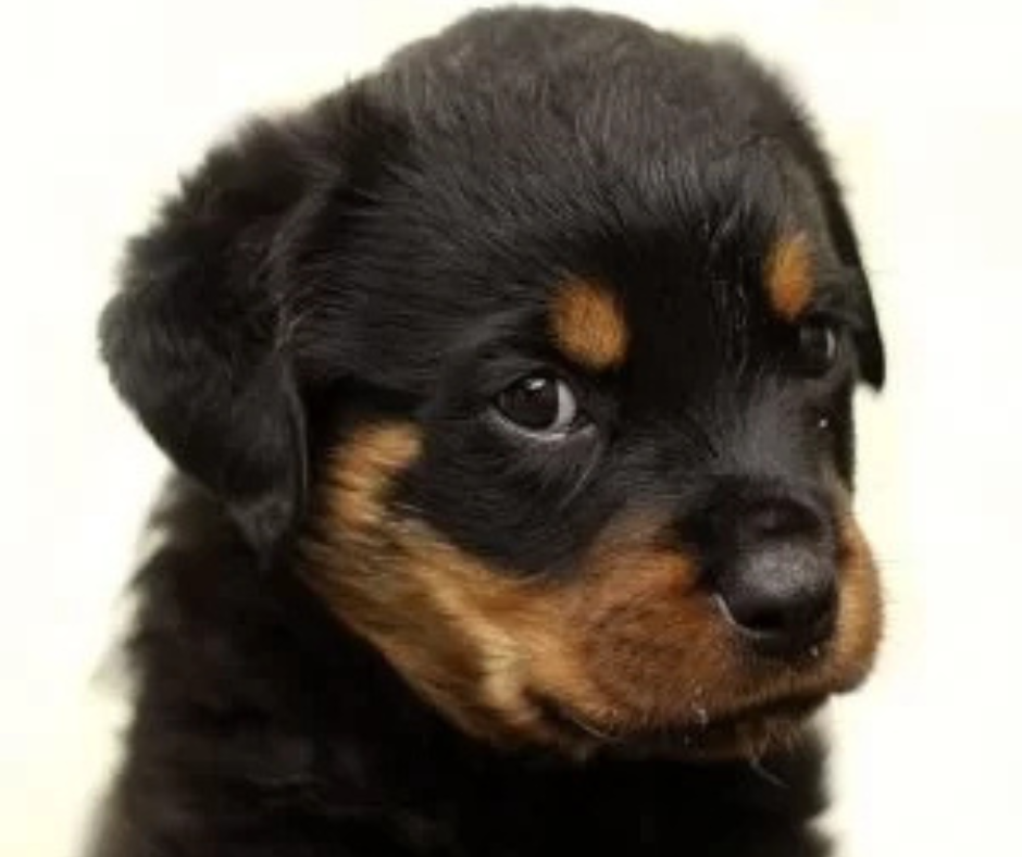 Kiskutyát szeretnék, merre induljak?