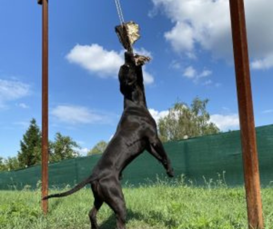 Kutya lógatás – a lusta gazdik edzése? :)