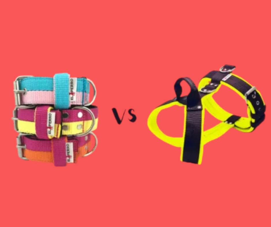 Hám vagy nyakörv? Melyiket válasszam?