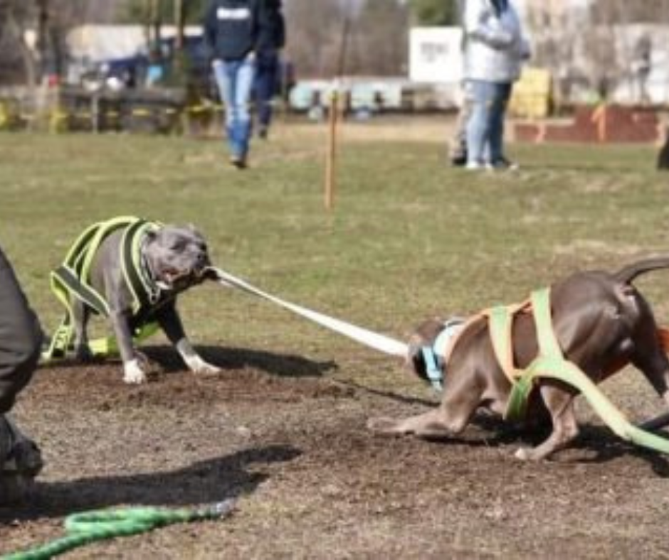 Kutyás kötélhúzás: a békés kutyaviadal