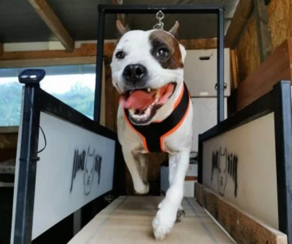 Hogyan mozgassuk le kutyánkat kijárási tilalom idején?