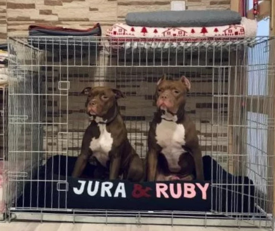 Kutyák rács mögött – miért fontos a kutyaketrec?