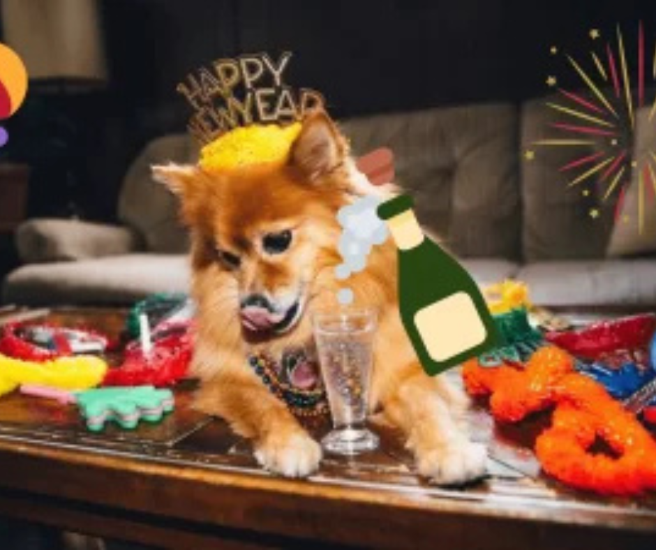 Kutyás szilveszter: ünnepelj okosan!