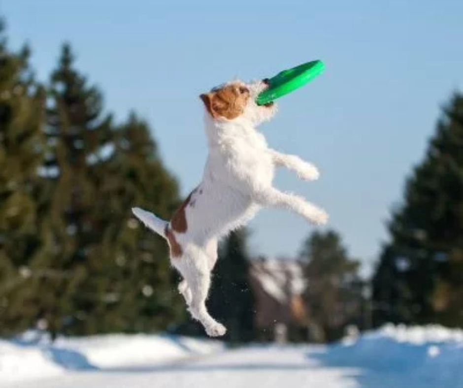 “Winter is coming” – kutyázás az őszi-téli időszakban