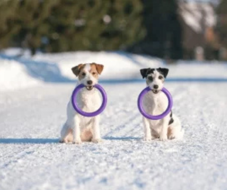 Kutyázzunk hóban-fagyban is: fárasztási tippek a téli időszakra