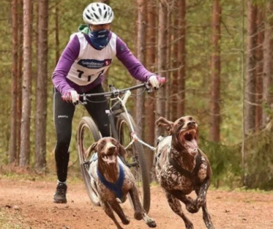 A munkakutyák sem szuperhősök – bár közel állnak hozzá