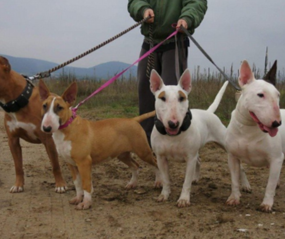 A póráz menő, használd Te is!